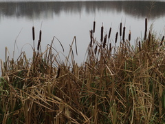 Typha latifolia