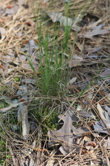 Agrostis hyemalis