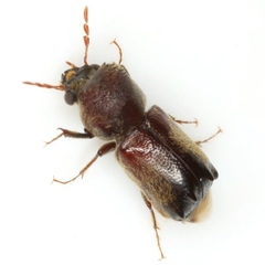 Dendrobiella sericans