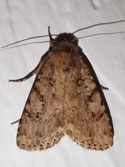 Amphipyra effusa