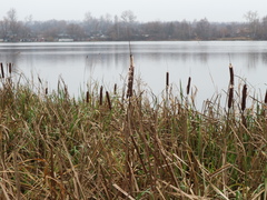 Typha latifolia