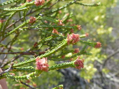Passerina truncata