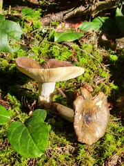 Russula occidentalis