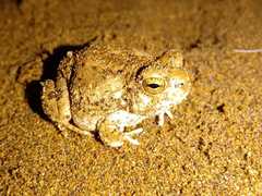 Pleurodema nebulosum