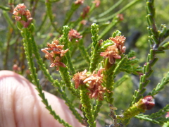 Passerina truncata
