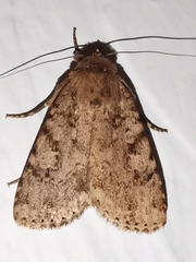 Amphipyra effusa