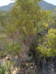 Passerina truncata