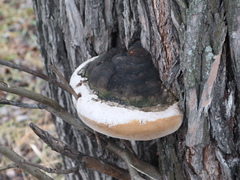 Phellinus igniarius