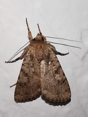 Amphipyra effusa