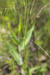 Agrostis hyemalis