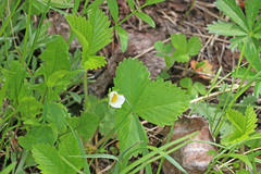 Fragaria vesca bracteata