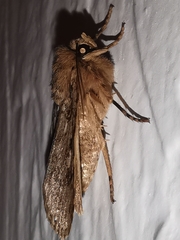 Amphipyra effusa