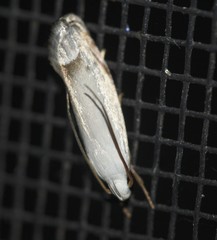 Plectophila micradelpha