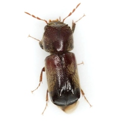 Dendrobiella sericans