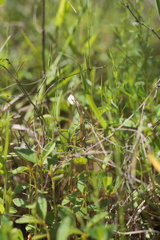 Festuca octoflora octoflora