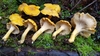 Pacific Golden Chanterelle - Photo (c) Alan Rockefeller, some rights reserved (CC BY), uploaded by Alan Rockefeller