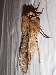 Amphipyra effusa