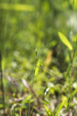 Festuca octoflora octoflora