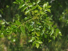 Zanthoxylum hirsutum