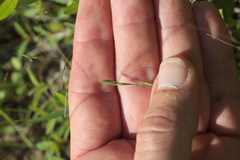 Festuca octoflora octoflora