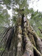 Archidasyphyllum diacanthoides