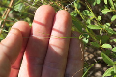 Festuca octoflora octoflora
