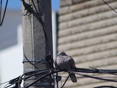 Streptopelia decaocto