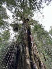 Archidasyphyllum diacanthoides