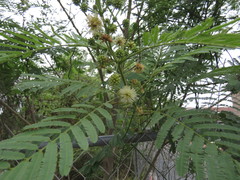 Leucaena pulverulenta