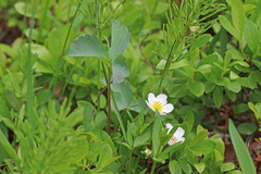Fragaria virginiana glauca