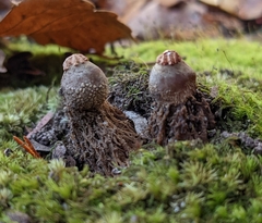 Calostoma lutescens