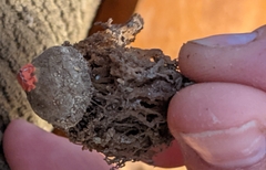 Calostoma lutescens