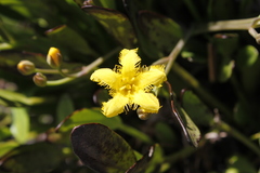 Villarsia