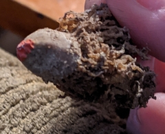 Calostoma lutescens
