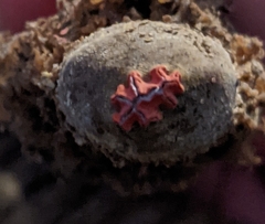 Calostoma lutescens