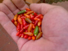 Capsicum annuum glabriusculum