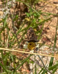 Lepidoptera