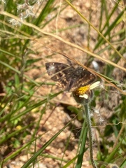 Lepidoptera