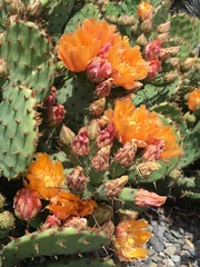 Opuntia