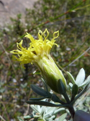 Pteronia ovalifolia