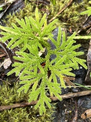 Austrolycopodium paniculatum
