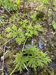 Austrolycopodium paniculatum