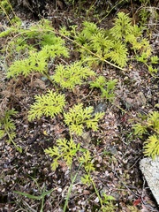 Austrolycopodium paniculatum