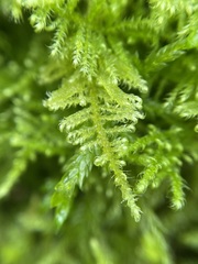 Ctenidium molluscum
