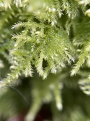 Ctenidium molluscum