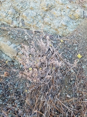 Eriogonum microtheca ambiguum