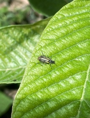 Astylus forcipatus