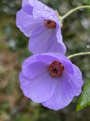 Corynabutilon ochsenii