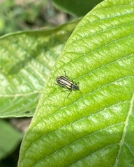 Astylus forcipatus