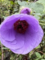 Corynabutilon ochsenii